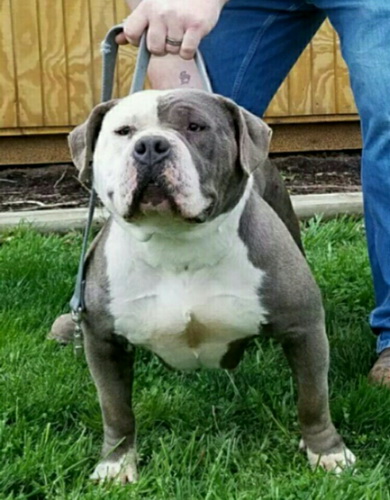 american bully xxl no health issues