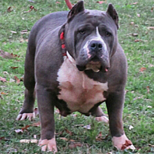american for sale pitbull puppy - big momma