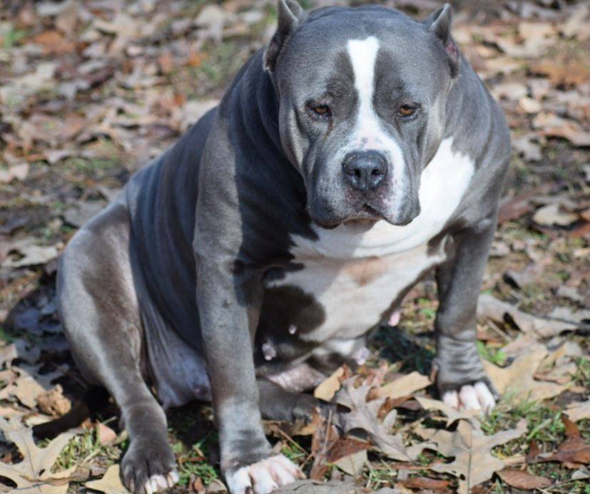 Macarena - Best choice for American xl Bully and Pitbull puppies available for sale