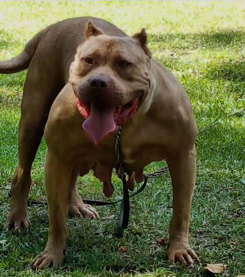 American XXL Bullies