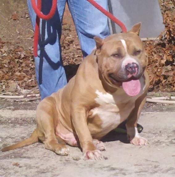 xl bully dog for sale