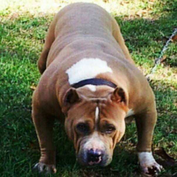 xl american bully puppies for sale in alabama
