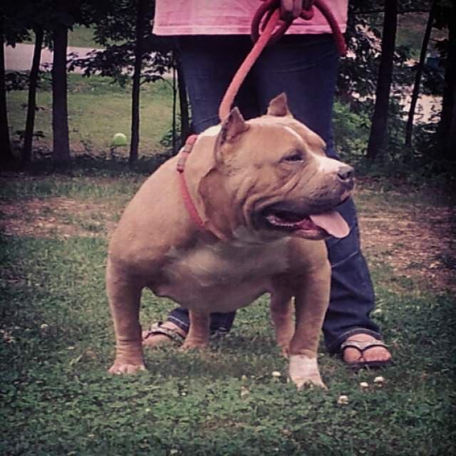 standard bully pitbull