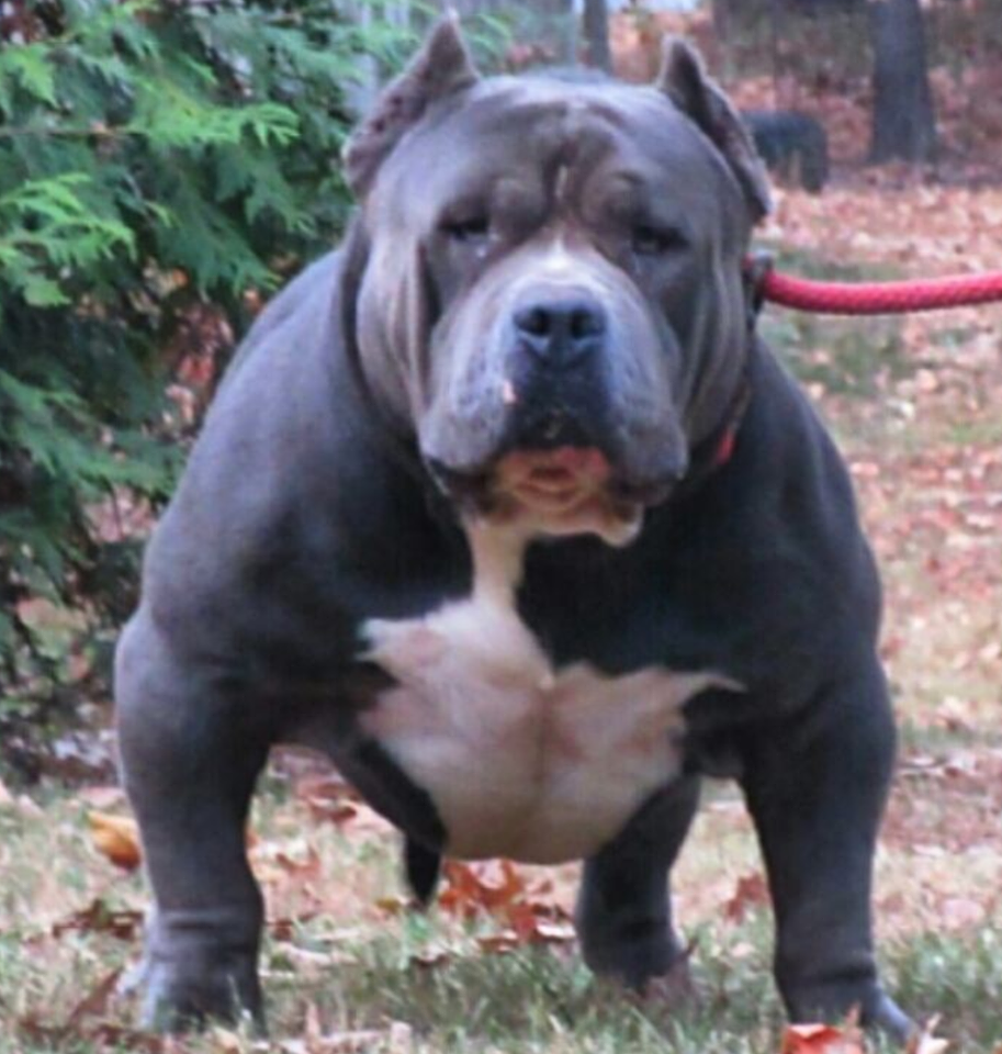 bully tricolor breeders