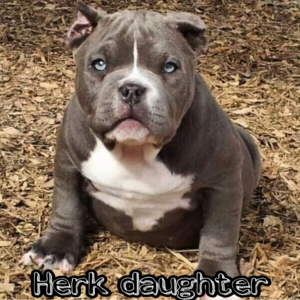 blue pitbull price