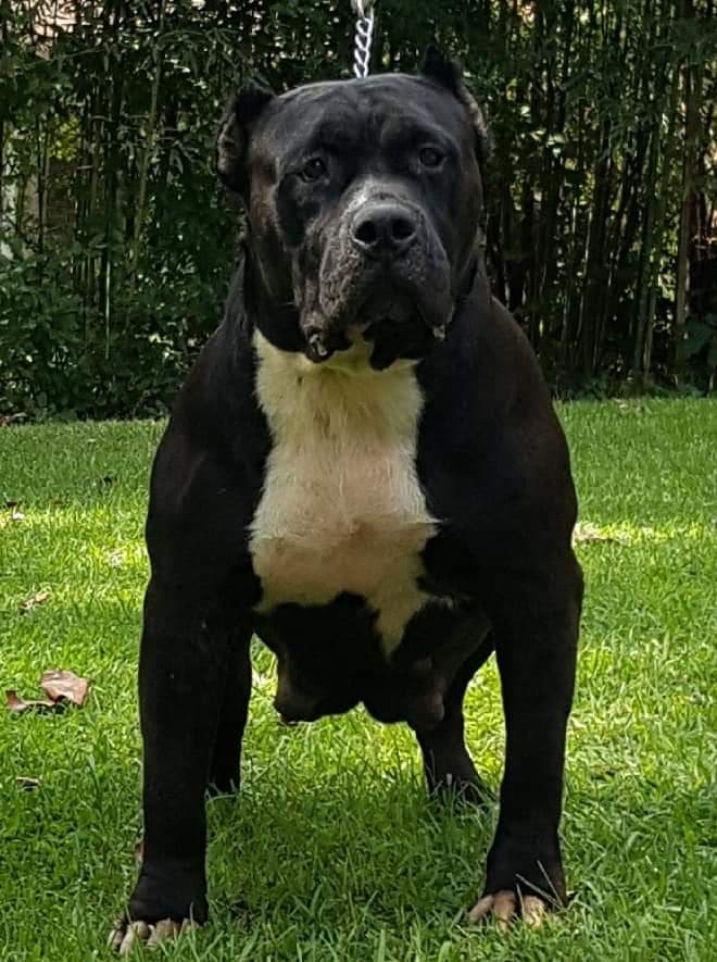 xl pitbull breeders in texas