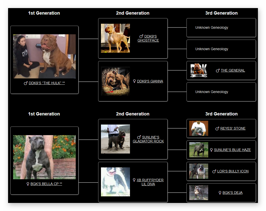 pocket bully for sale