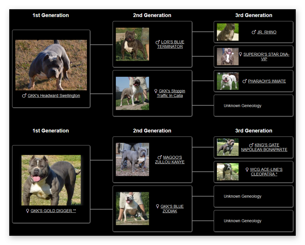 per  - american bully pocket for sale