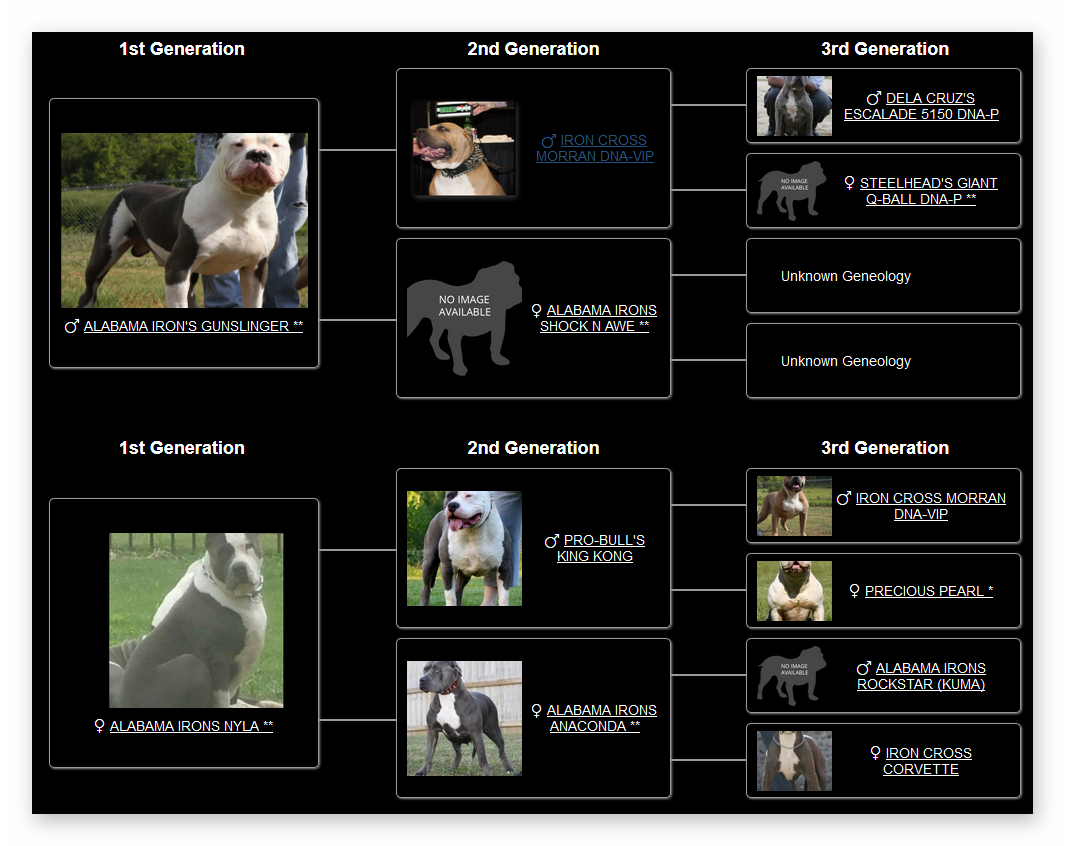 per - pitbull standard for sale