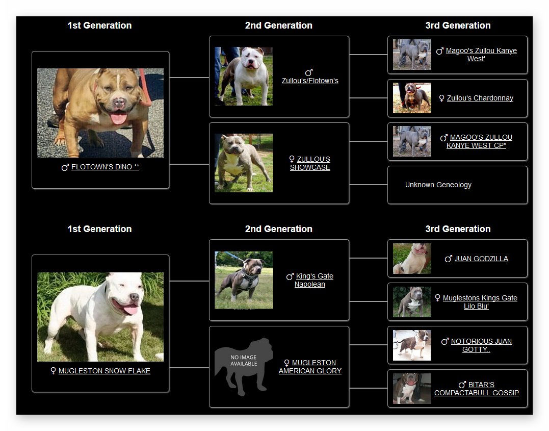 ped - tricolor pit bull for sale - American XXL Bully Raven Pedigree