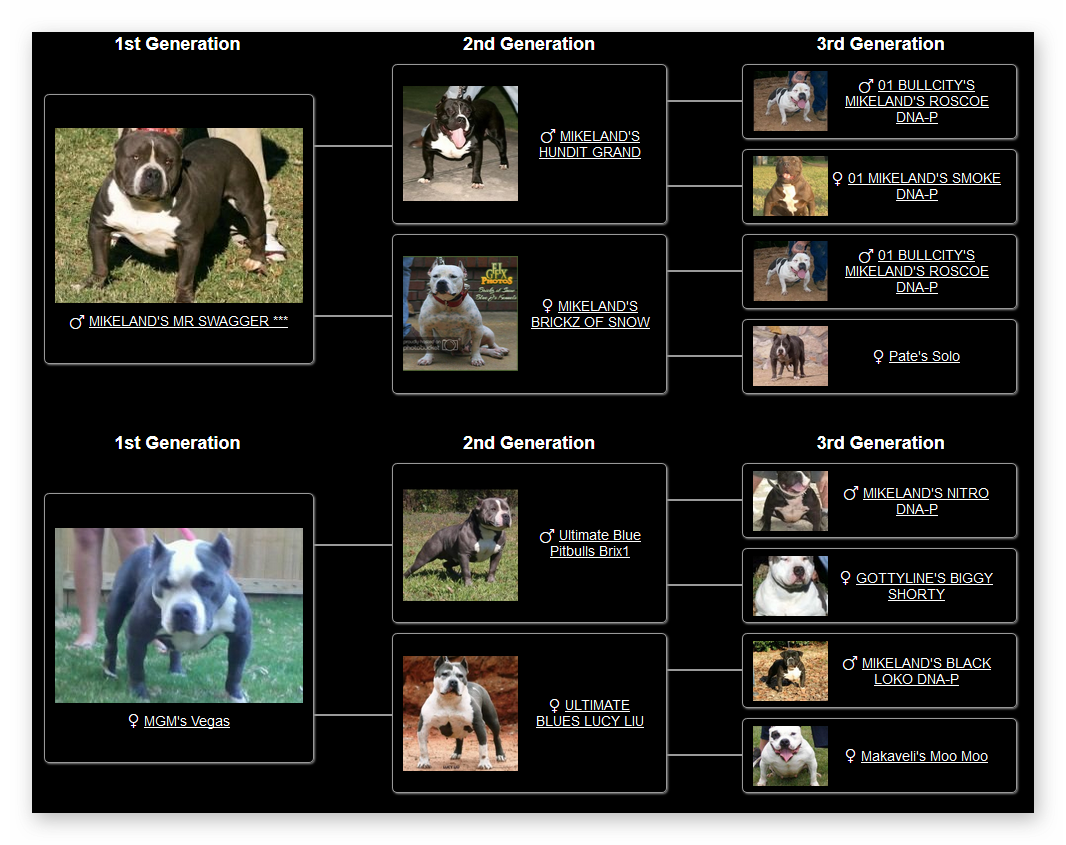 blue american bully breeders