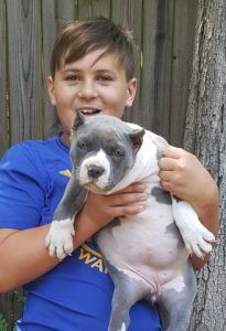 xxl bully for sale pitbull