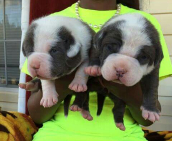 for sale pitbull puppy pitbull - puppies