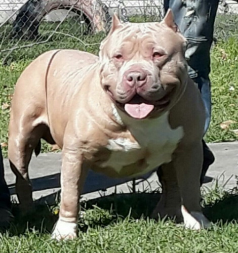 blue fawn bully pitbull