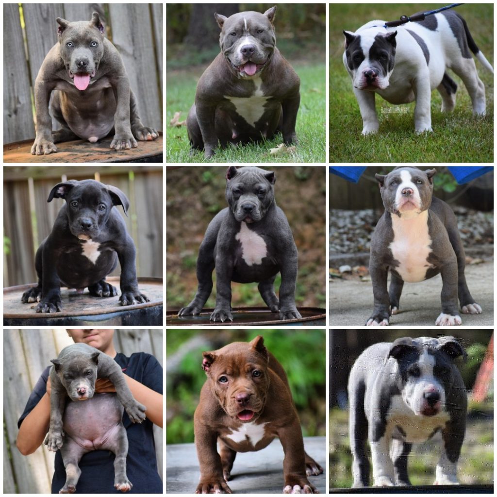 Produced | Bama Blue Bullies - American XXL pitbull Bully Breeder in ...