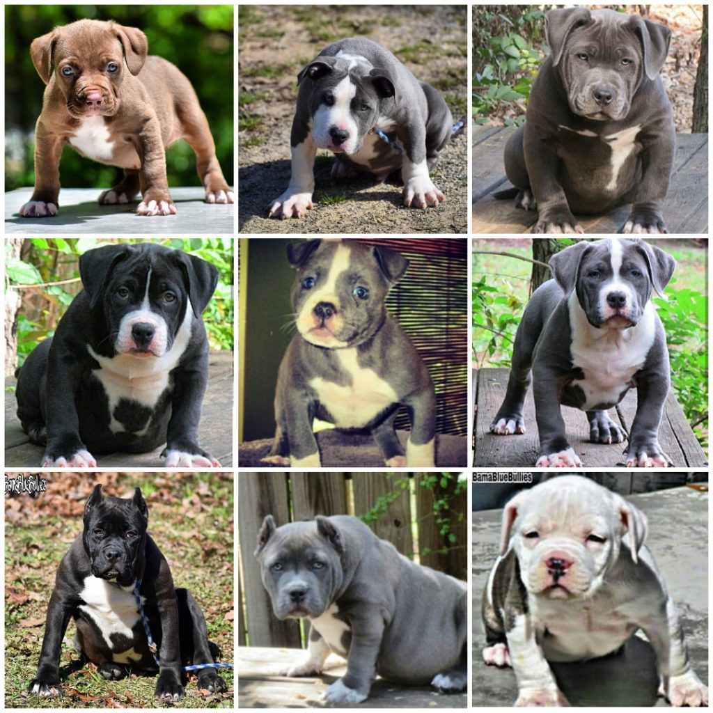 Produced | Bama Blue Bullies - American XXL pitbull Bully Breeder in ...