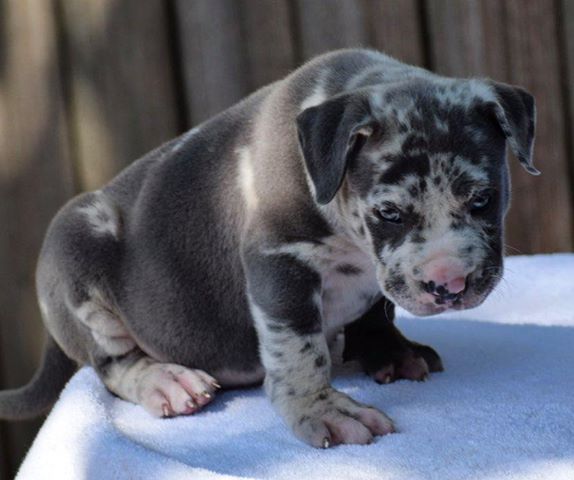 xl amertican bully puppy for sale in texas