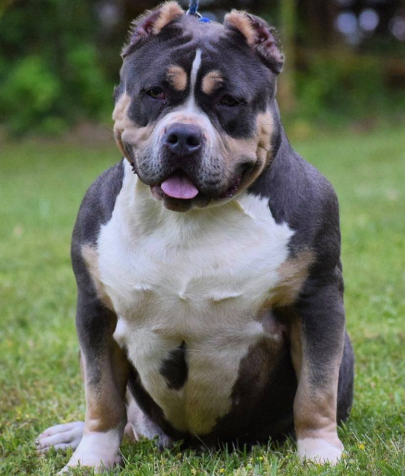 Venus - Best choice for American xl Bully and Pitbull puppies available for sale