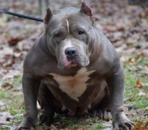Bama Blue Bullies Venus2