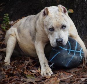 Bama Blue Bullies Barbie