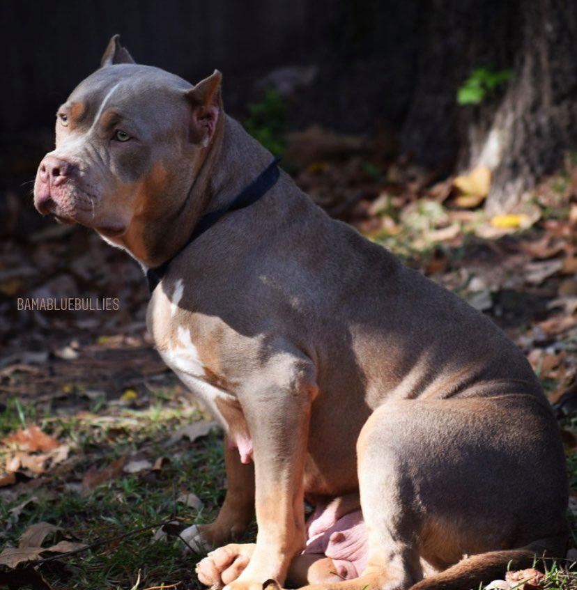 Purple Rain - Best choice for American xl Bully and Pitbull puppies available for sale