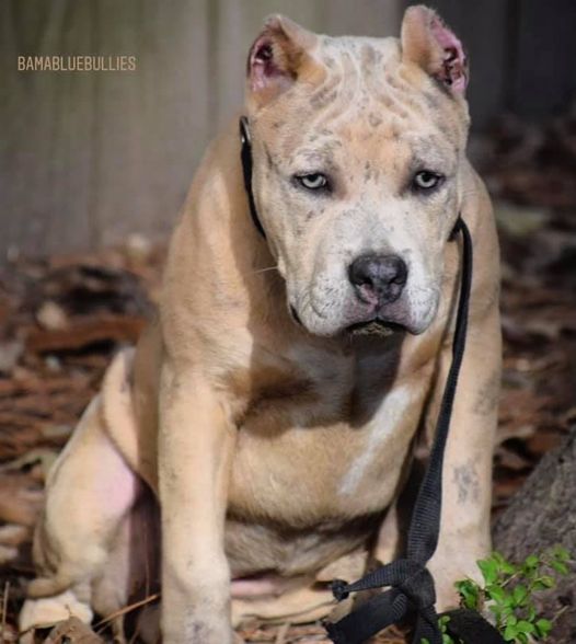 BAMABLUEBULLIES Barbie at 4 months
