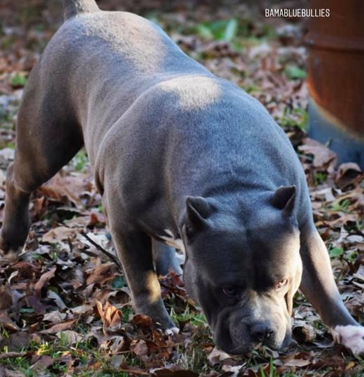 BAMABLUEBULLIES Big Sully Blue This guy is huge just like my boy