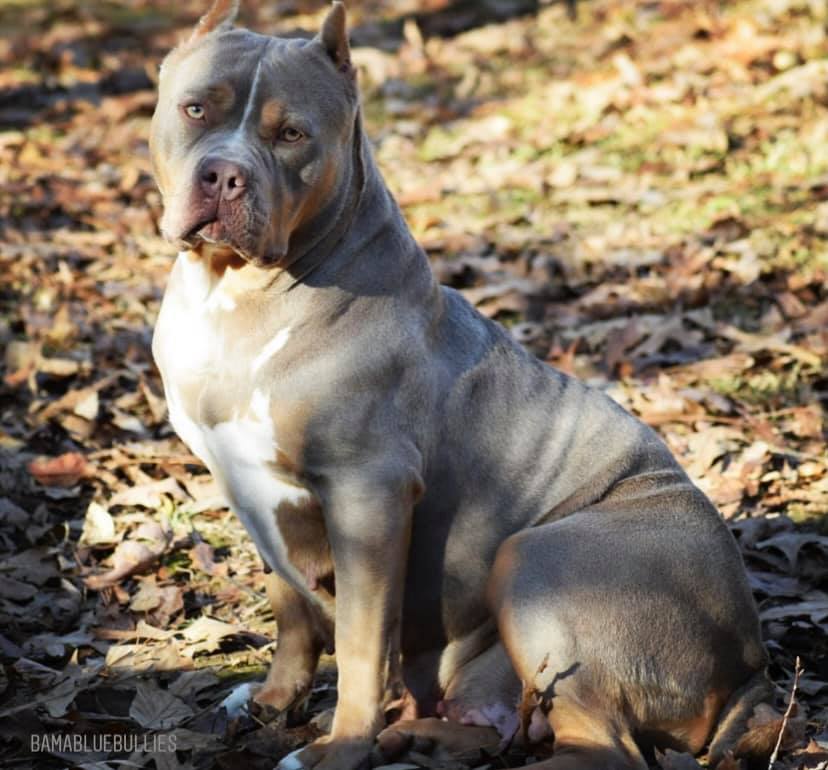 Our beautiful Purple Rain You wouldn’t know she just had babies