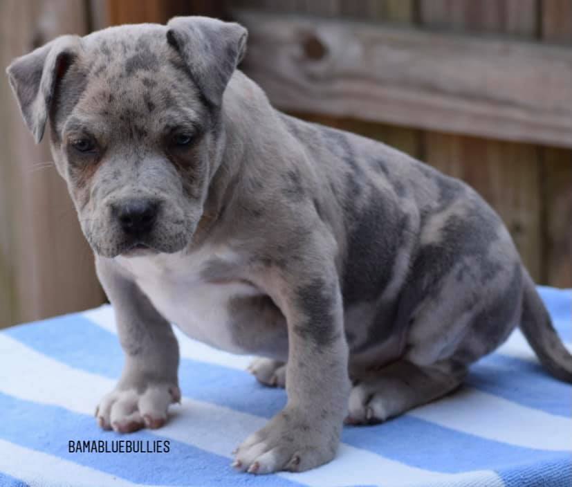 This guy is gonna be huge he’s dad is off Bam Bam