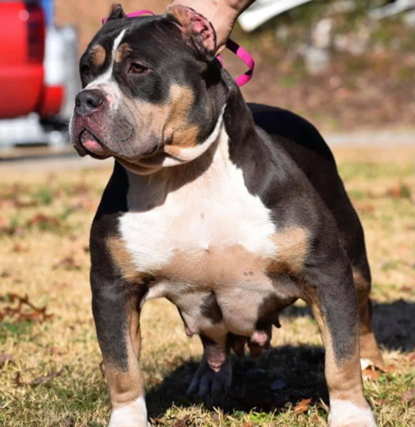 #Bamanews You wouldn’t know Venus just had 10 puppies 5 weeks ago this girl is a…