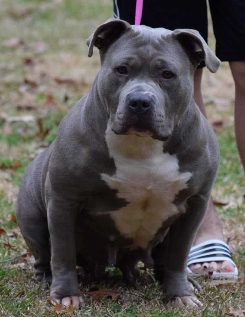 #Bamanews Let’s start 2021 off with this big bruteWe just completed a breeding w…