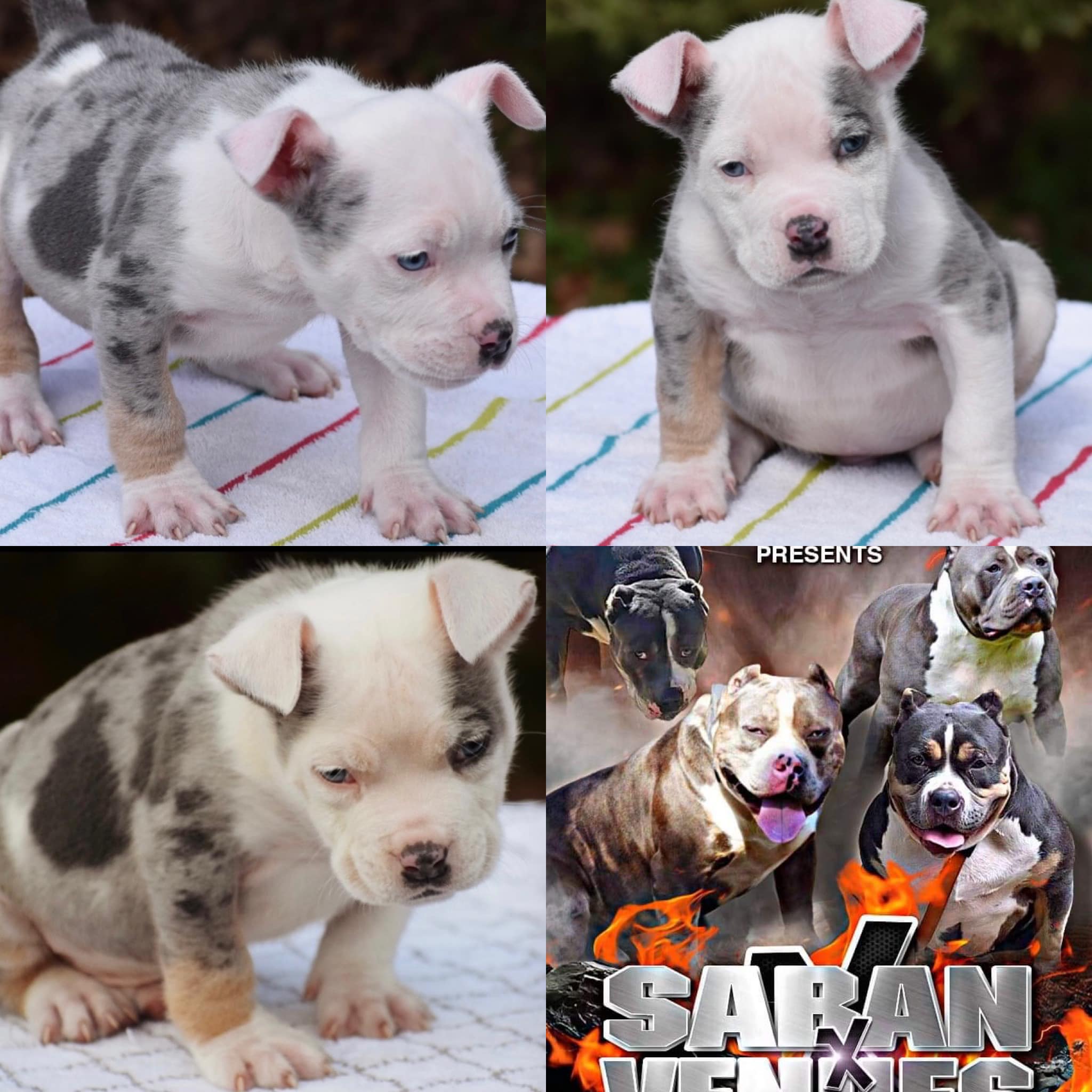 Pretty Boy FloydThis guy is a winner and he’s ready to meet you
BAMABLUEBULLIES…