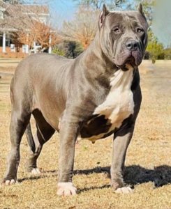 #Bamanews Big girls are hard to come by these days this beautiful chick is even …