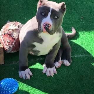 #Bamanews This big beautiful boy will be heading out to his new home tomorrow. W…