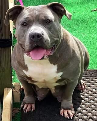 #Bamanews We are just a few days away now this big beautiful girl will be having…