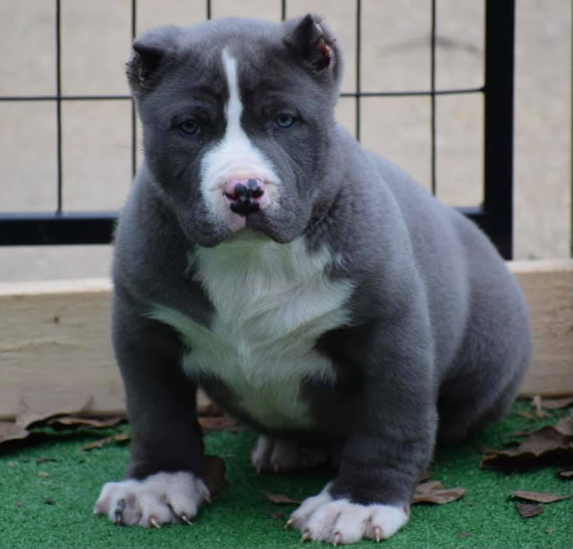 #Bamanews Talk about perfection
BAMABLUEBULLIES.COM
#Bullypup
#Bullypuppy
#…