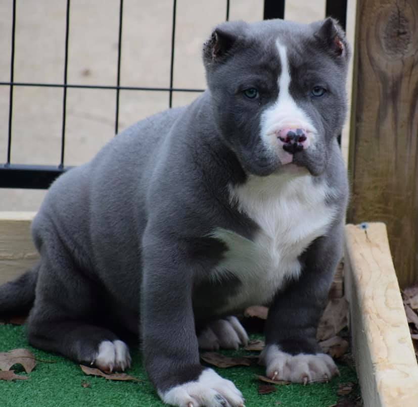 #Bamanews Mr Rolly Polly
 BAMABLUEBULLIES.COM
 #Bullypup
 #Bullypuppy
 #Bullypup…