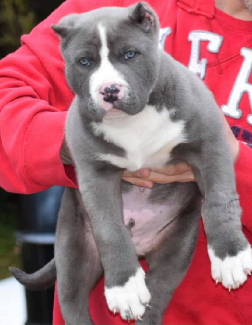 #Bamanews He could be yours
 BAMABLUEBULLIES.COM
 #bullypup
 #xlbully
 #xlbullys…