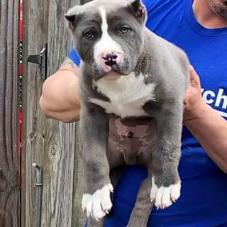 We have real life giants over here
 BAMABLUEBULLIES.COM
 #bullypuppies
 #bullypu…