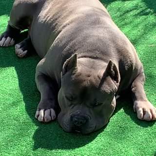 #Bamanews My guy big Sully Blue He’s a big Teddy Bear
 BAMABLUEBULLIES.COM #Prob…