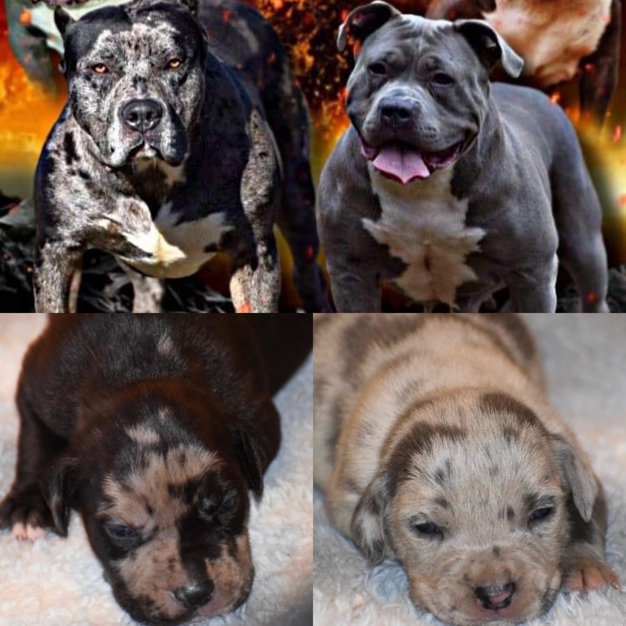 #Bamanews Male on the left and female on the right. The just turned 3 weeks. #pr…