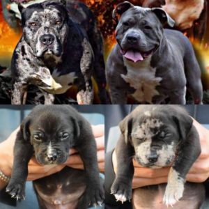 #Bamanews These two beautiful boys just turned 4 weeks
#ProbullsBamBam grandkids…