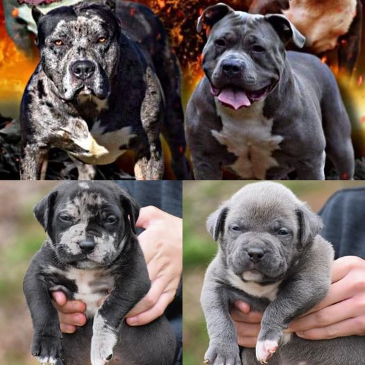 #Bamanews These beautiful boys turned 7 weeks today ProbullsBamBam grandkids
BA…