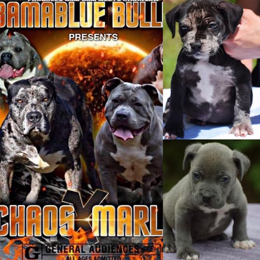 #Bamanews These guys are 7 weeks
#ProbullsBamBam grandkids
BAMABLUEBULLIES.COM
…