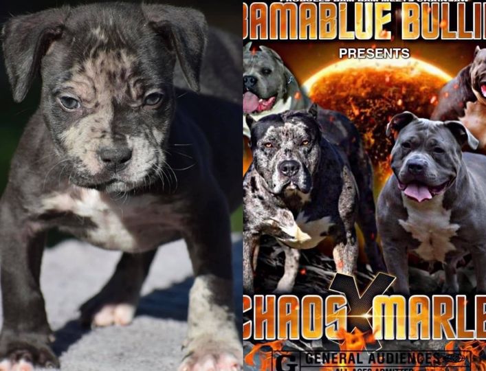 #Bamanews Mr Unique!This guys markings are super cool. #ProbullsBamBam grandson …