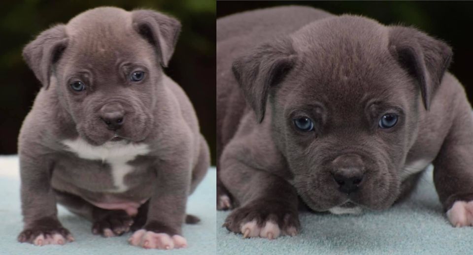 #Bamanews Ole half pint might not be the biggest right now. But on a cuteness le…