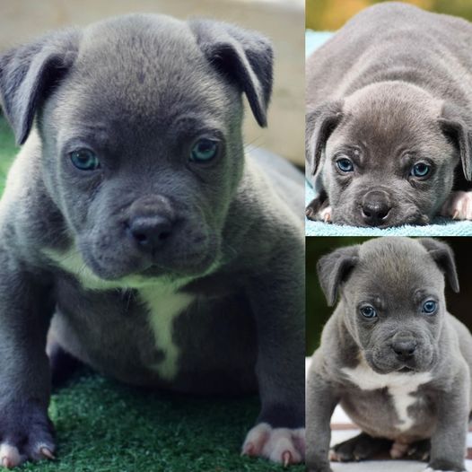 #Bamanews Beautiful blue boy at 8 weeks
#probullsbambam grandson
BAMABLUEBULLIE…