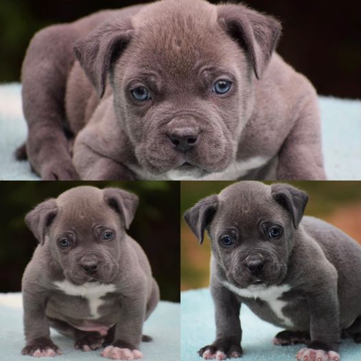 #Bamanews Beautiful blue boy at 8 weeks
#probullsbambam
BAMABLUEBULLIES.COM
#bu…