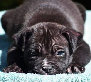 #Bamanews  Eli just turned 8 weeks
#probullsbambam
BAMABLUEBULLIES.COM
#bullypup…