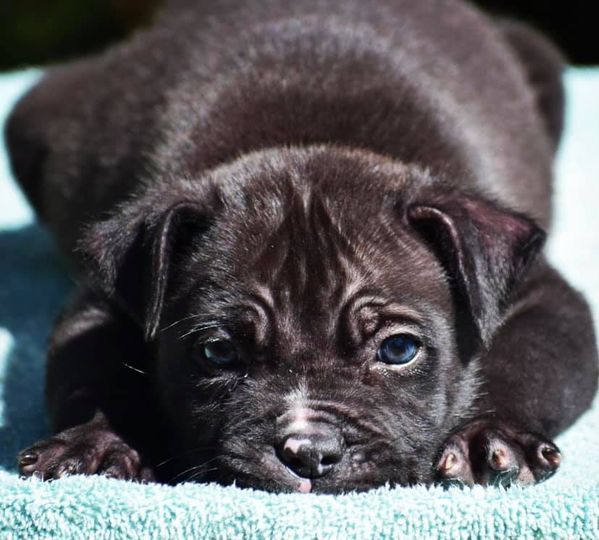 #Bamanews Eli just turned 8 weeks
#probullsbambam
BAMABLUEBULLIES.COM
#bullypup…